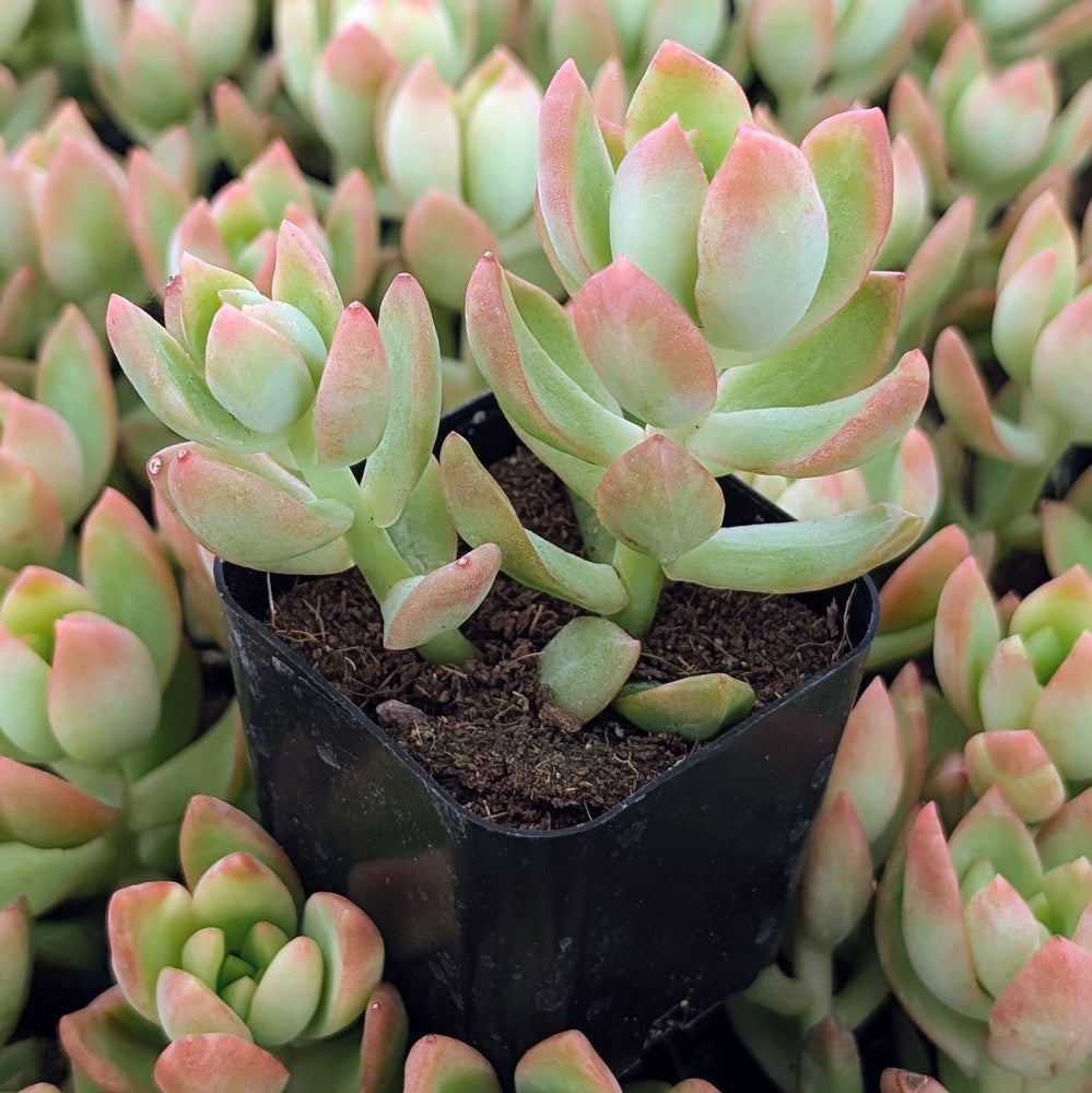 Sedum adolphii - Golden Sedum