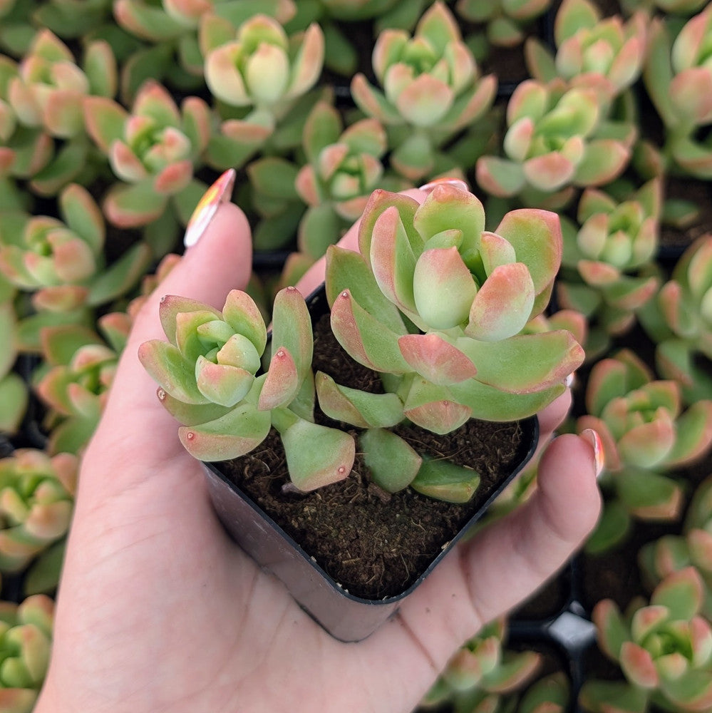 Sedum adolphii - Golden Sedum