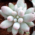 Pachyphytum 'Macho'