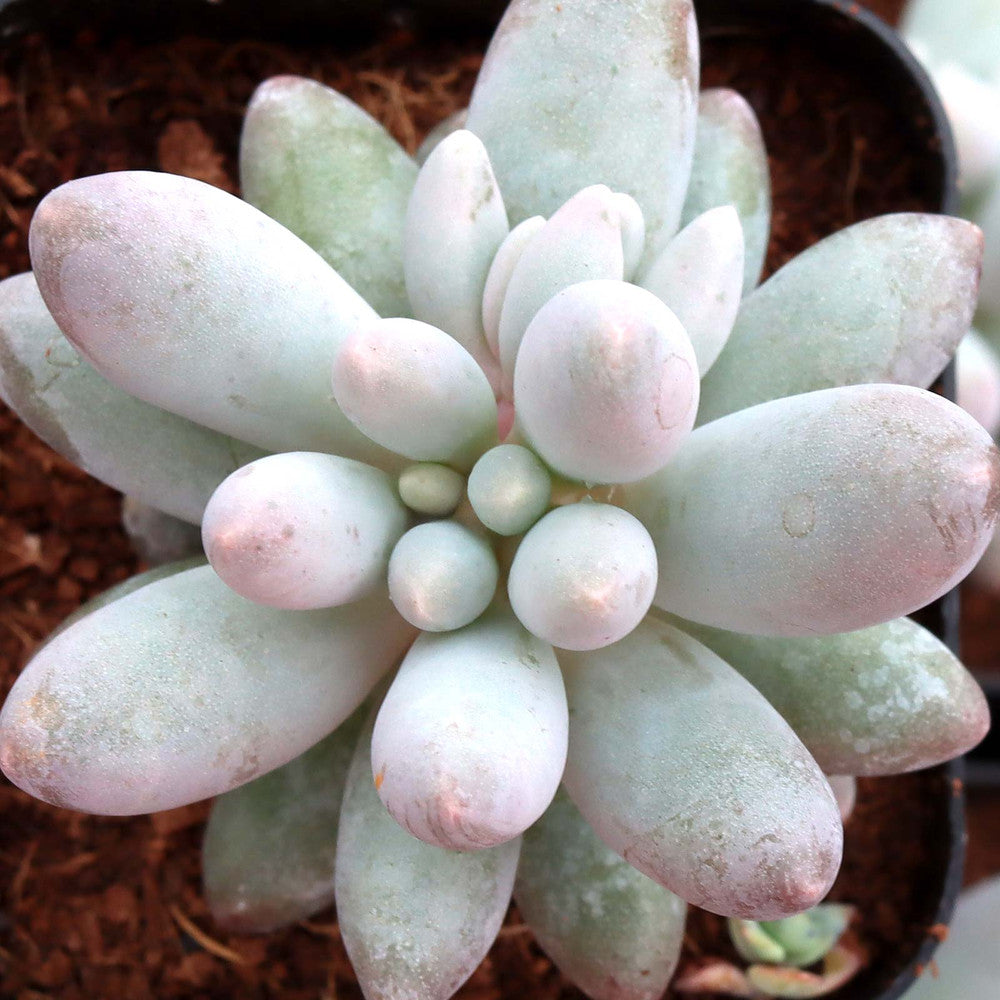 Pachyphytum 'Macho'