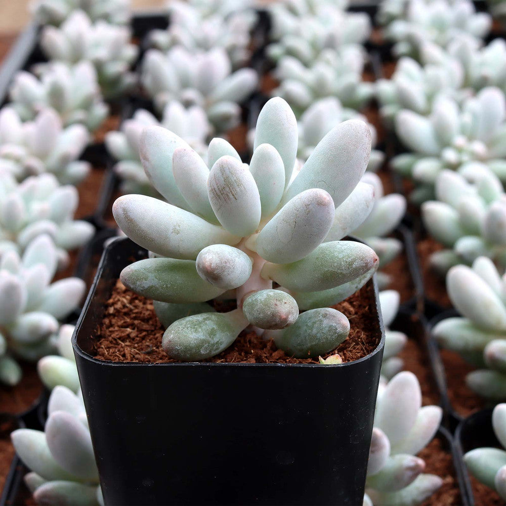 Pachyphytum 'Macho'