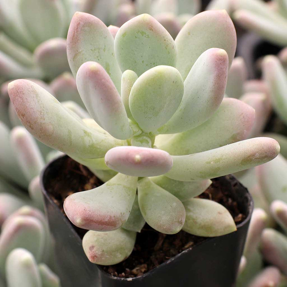 Pachyphytum glutinicaule
