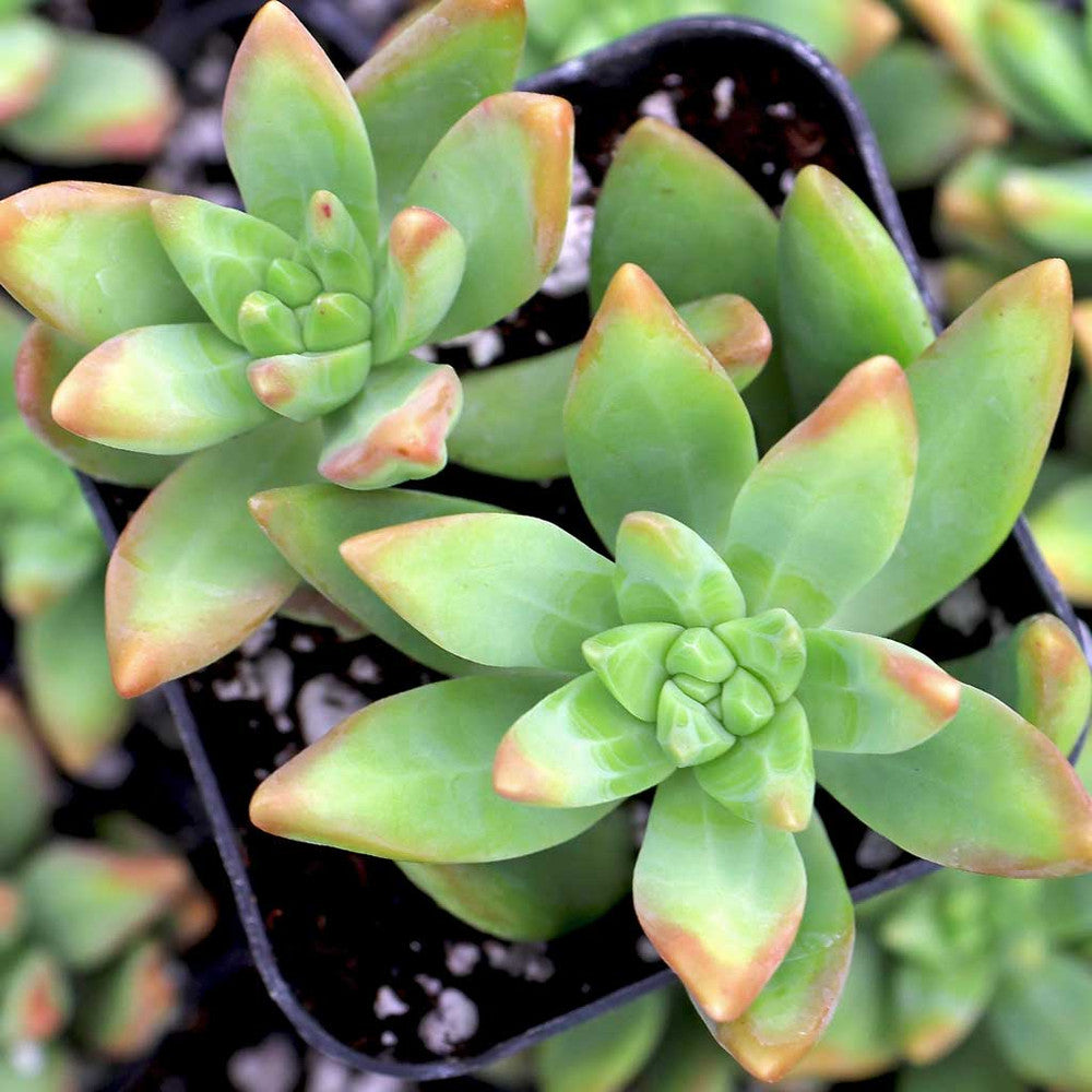 Pachysedum 'Frank Venz'