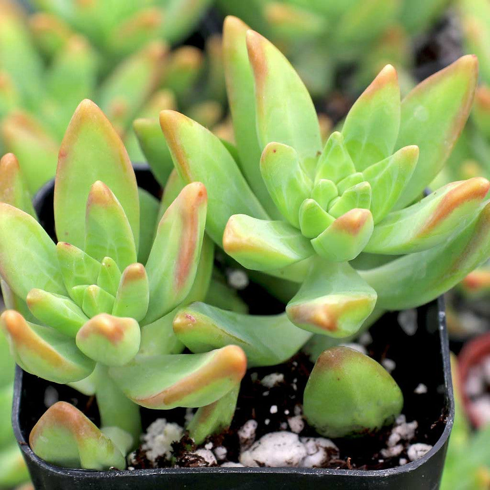 Pachysedum 'Frank Venz'
