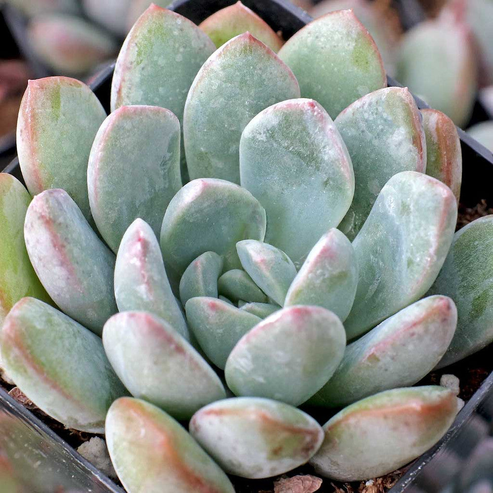 Echeveria 'Morning Dew'