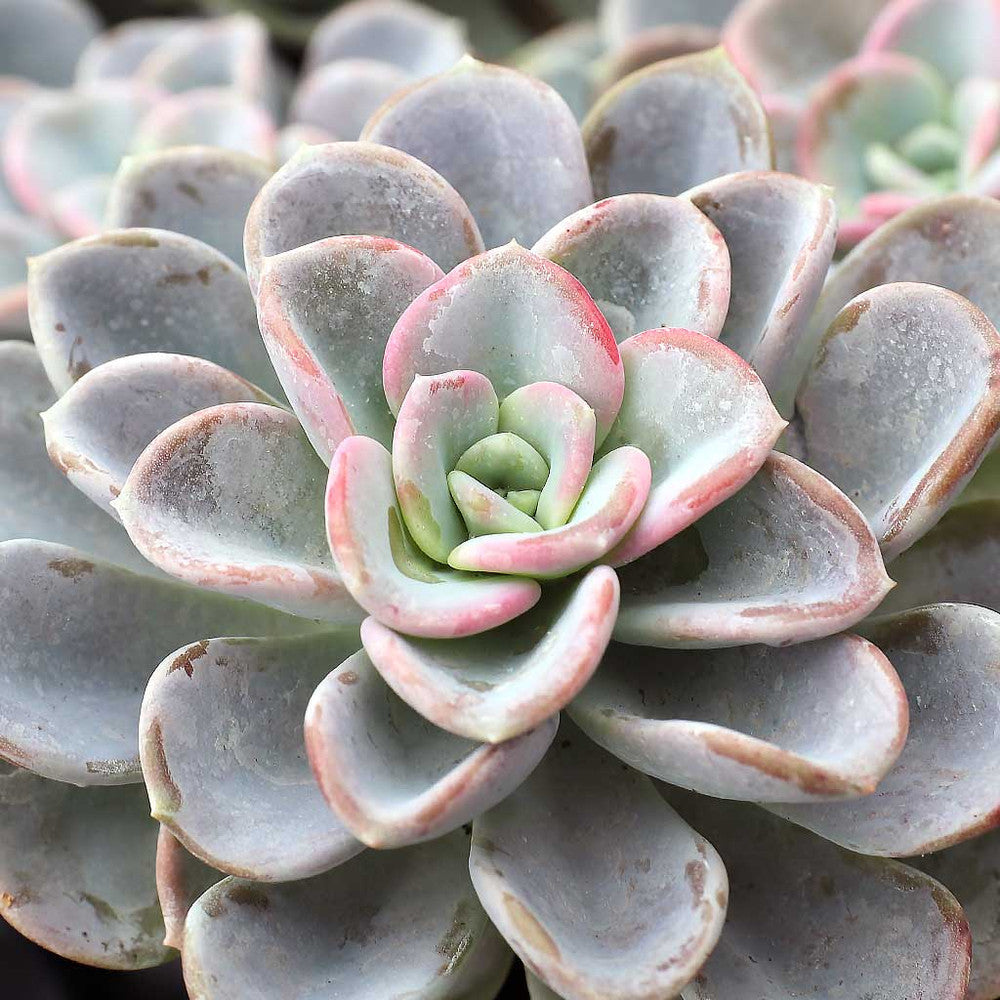 Pachyveria 'Orpet'