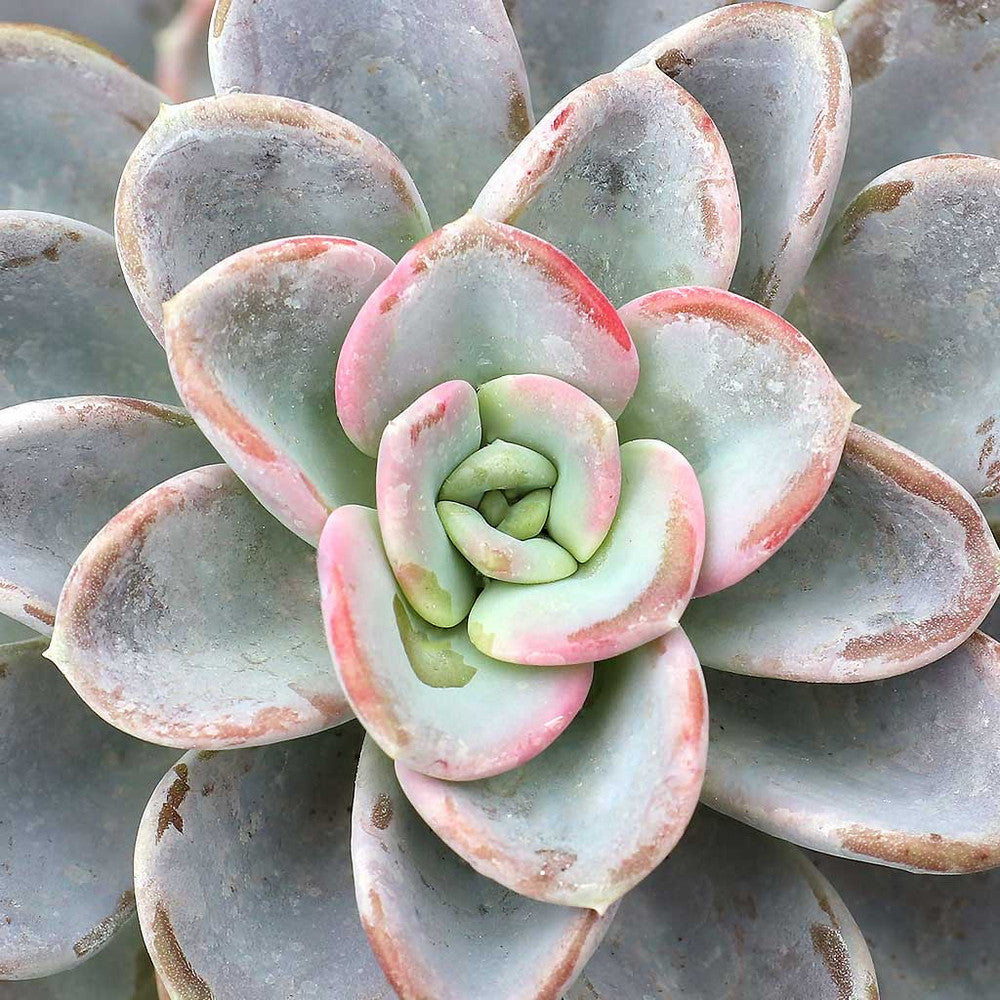 Pachyveria 'Orpet'