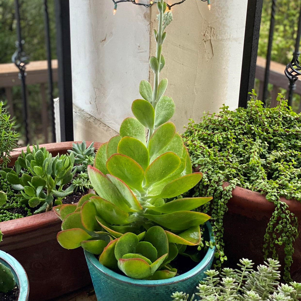 Kalanchoe luciae - Paddle Plant (Flapjacks)