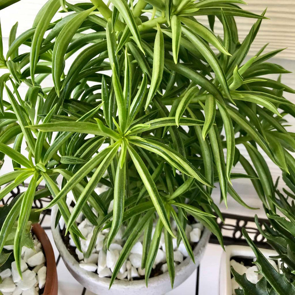 Peperomia ferreyrae - Happy Bean