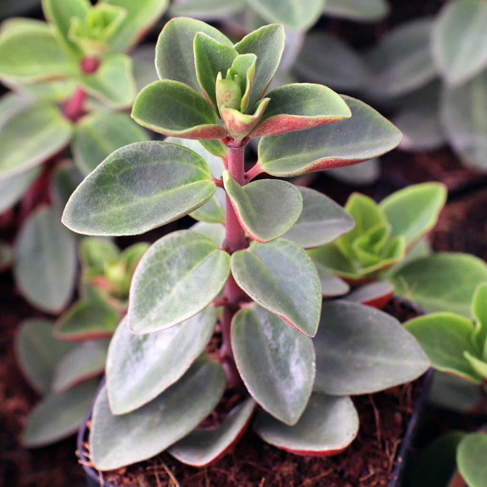 Peperomia verticillata 'Red Log'