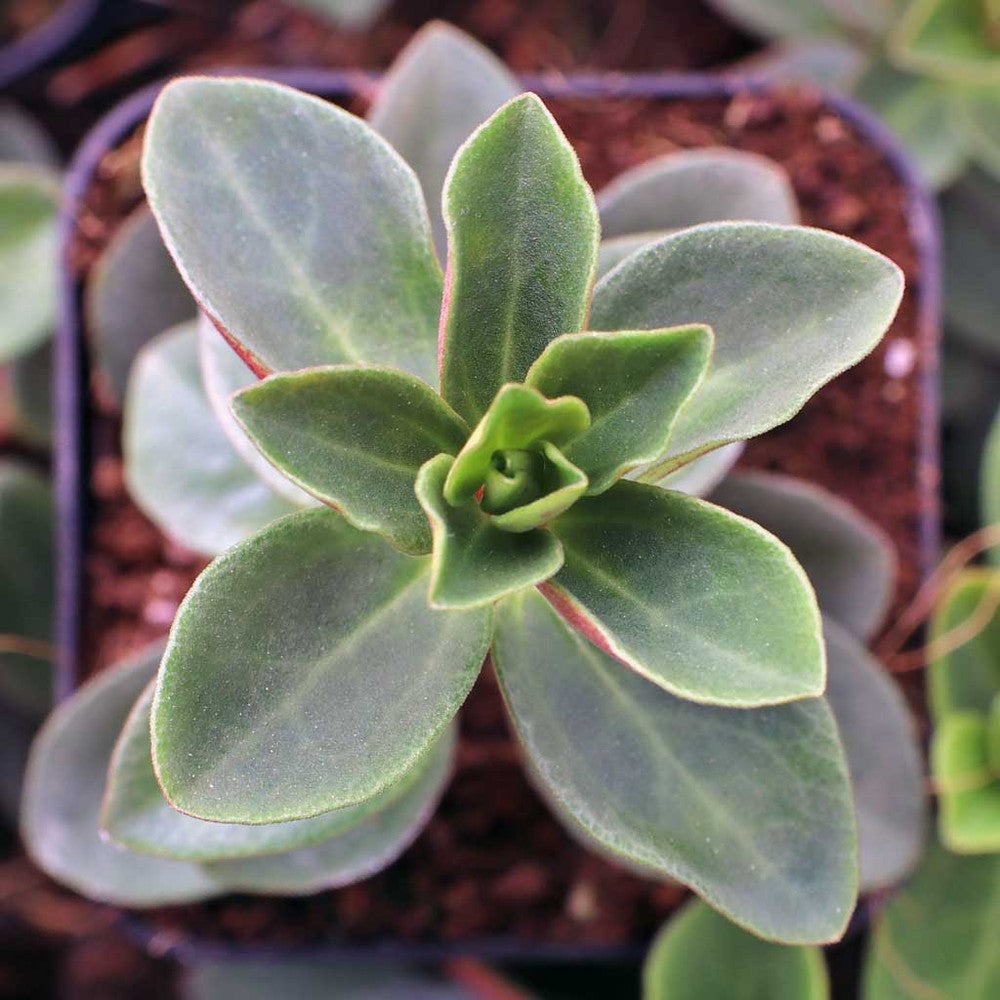 Peperomia verticillata 'Red Log'