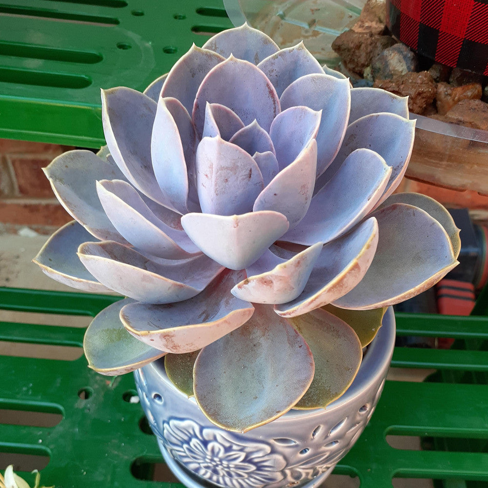 Echeveria 'Perle von Nurnberg'