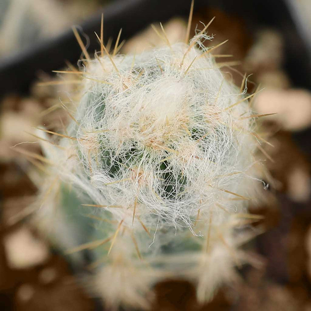 Pilosocereus pachycladus - Blue Torch Cactus