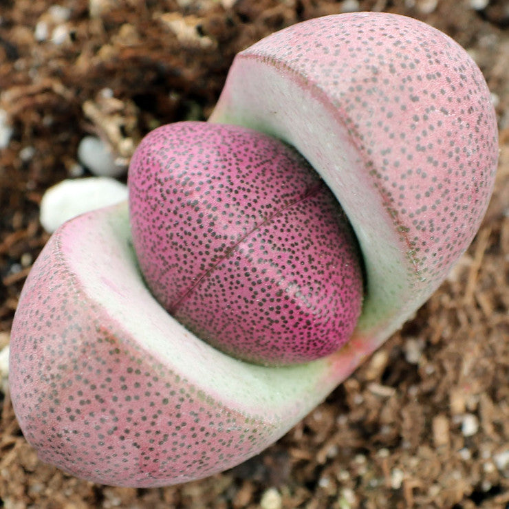 Pleiospilos nelii 'Royal Flush' - Split Rock [large]