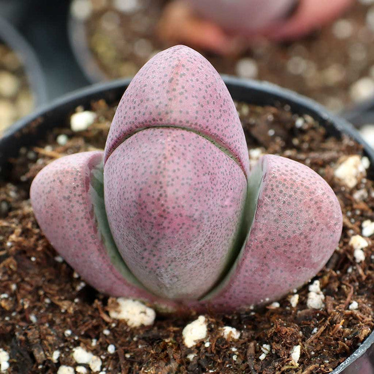 Pleiospilos nelii 'Royal Flush' - Split Rock [large]