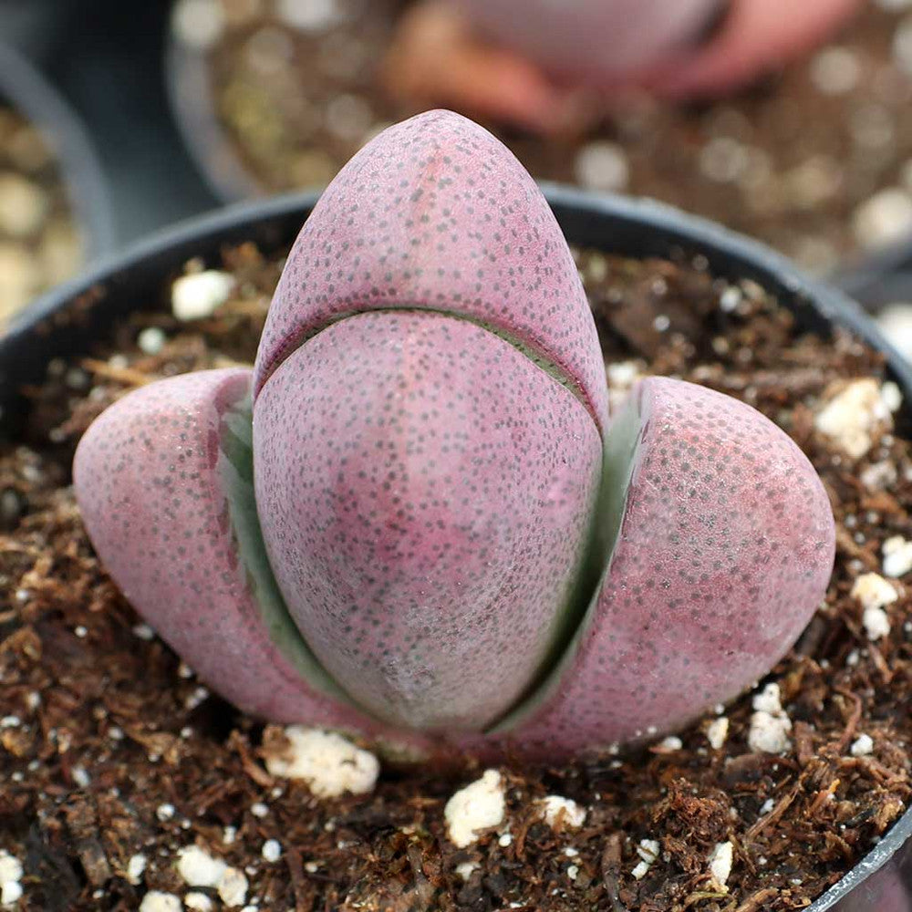 Pleiospilos nelii 'Royal Flush' - Split Rock
