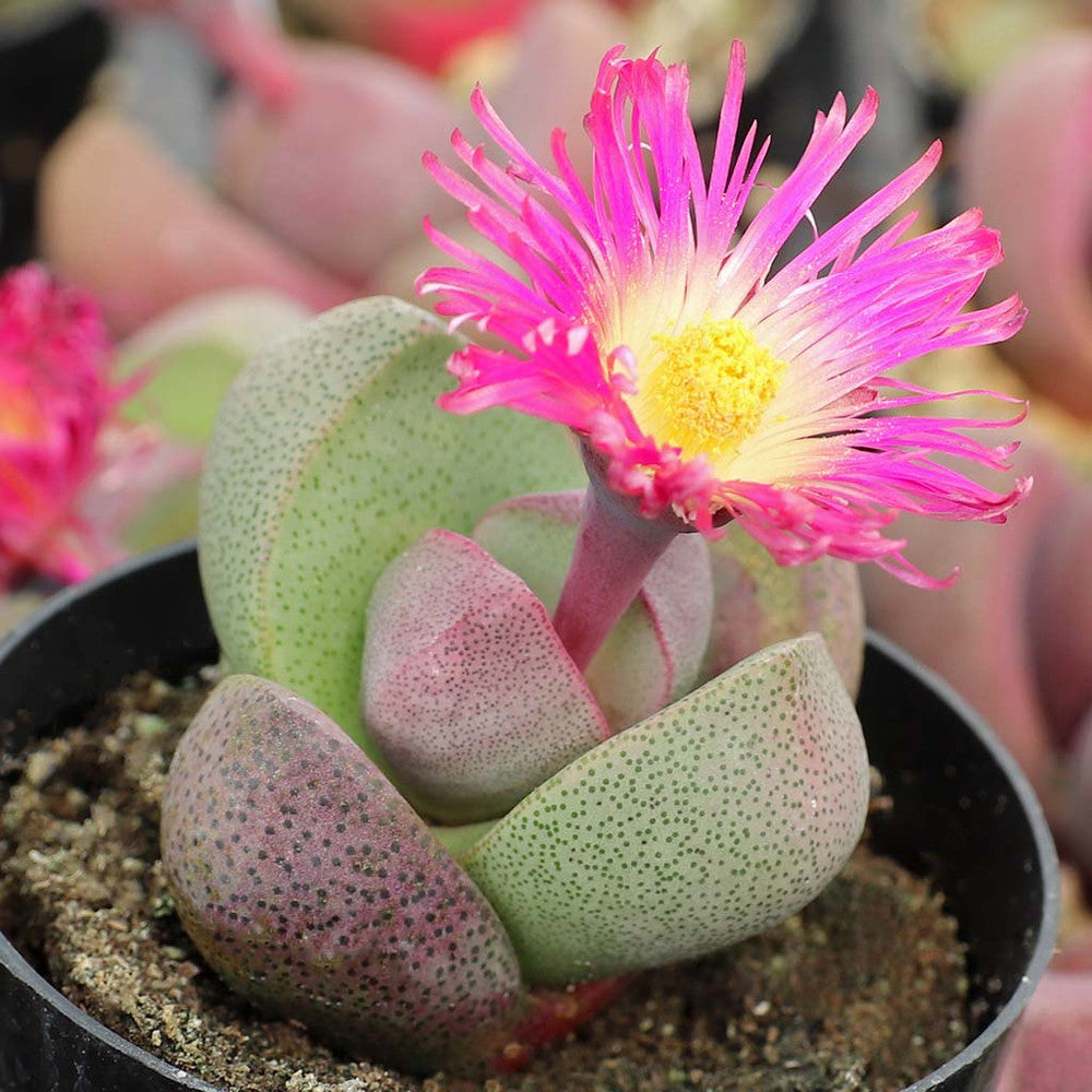 Pleiospilos nelii 'Royal Flush' - Split Rock