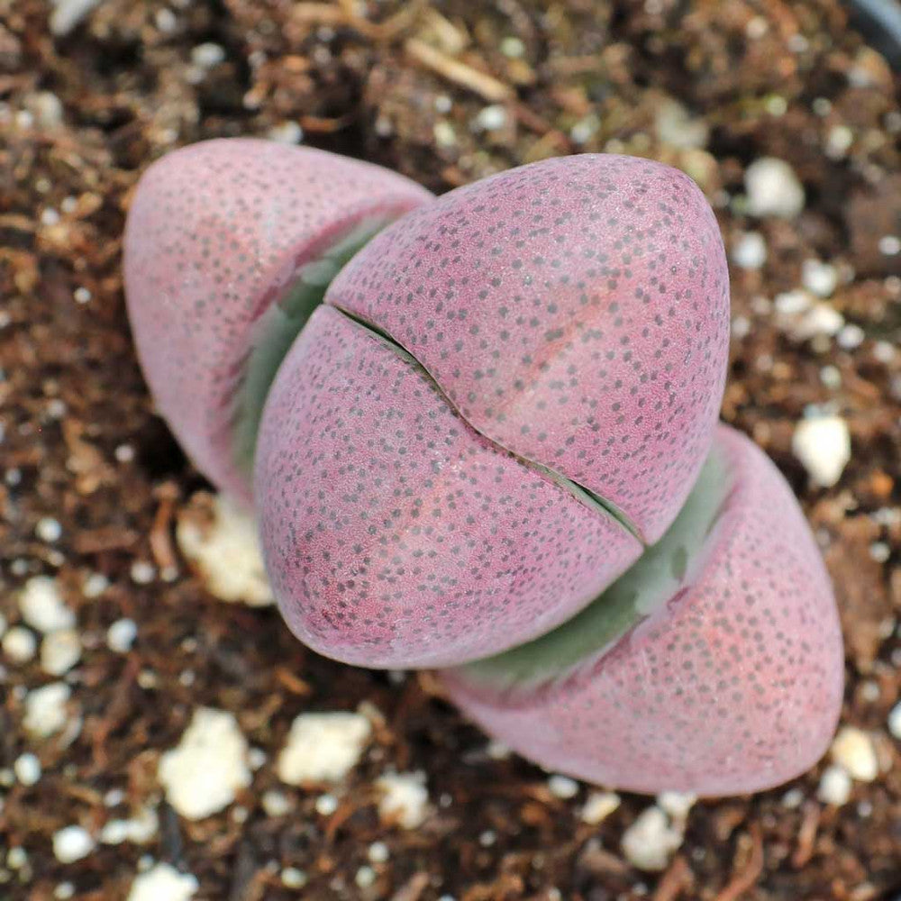 Pleiospilos nelii 'Royal Flush' - Split Rock