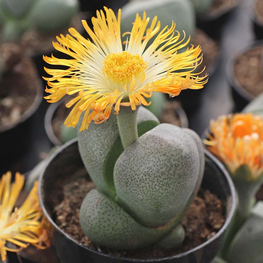 Pleiospilos nelii - Split Rock