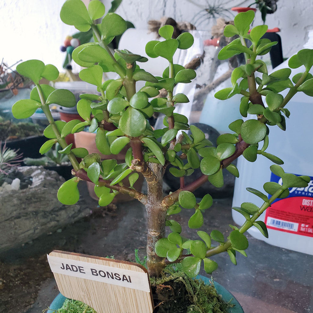 Portulacaria afra 'Green' - Elephant Bush