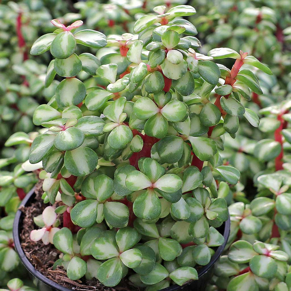 Portulacaria afra 'Medio-picta' - Midstripe Rainbow Bush [large]
