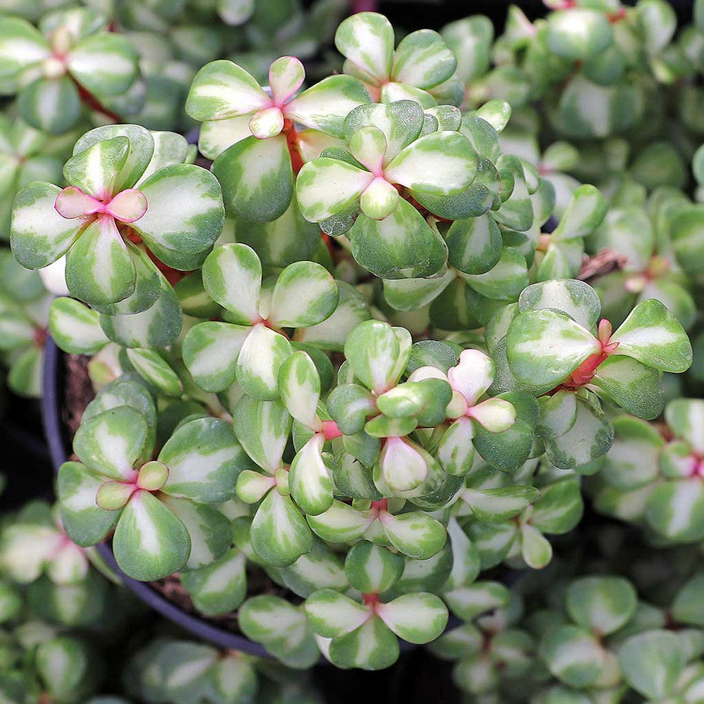 Portulacaria afra 'Medio-picta' - Midstripe Rainbow Bush [large]