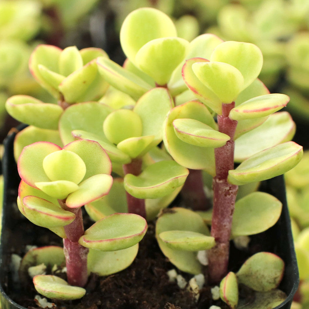 Portulacaria afra f. variegata - Rainbow Bush