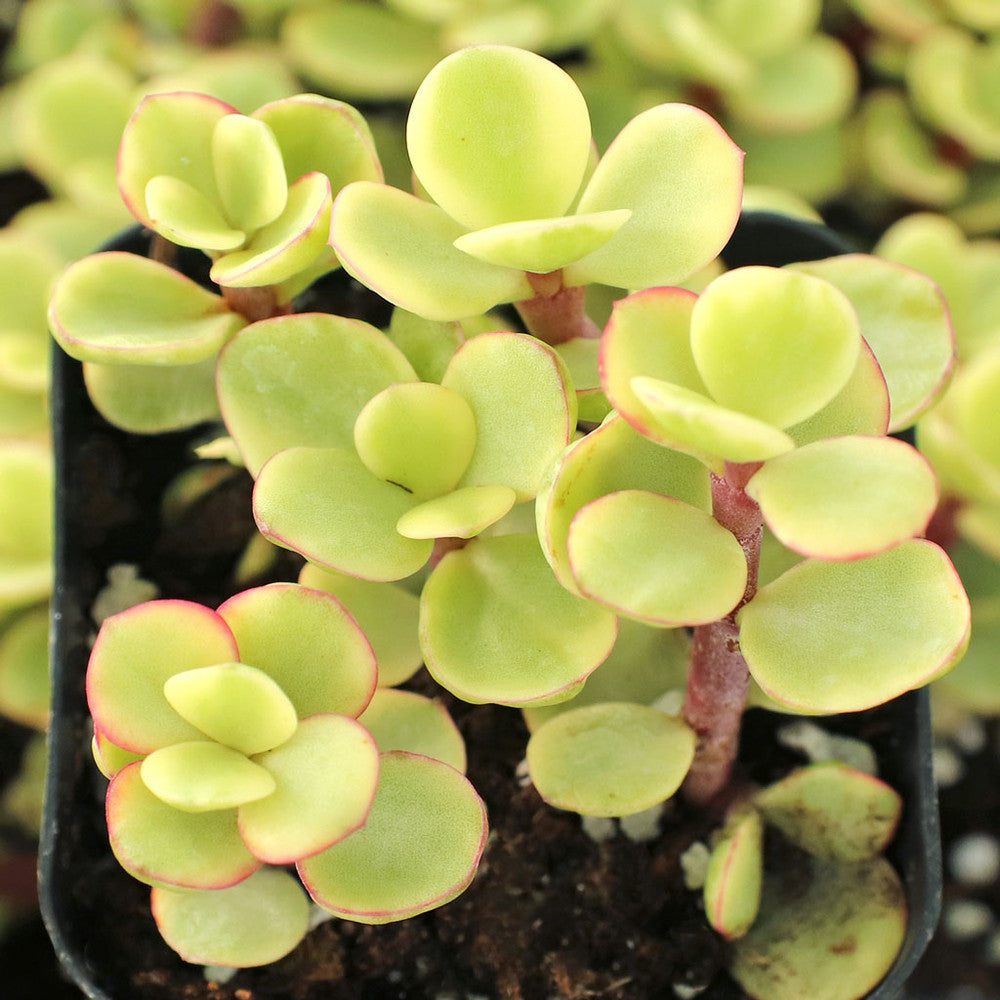 Portulacaria afra f. variegata - Rainbow Bush