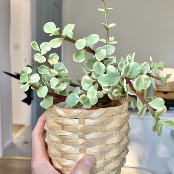 Portulacaria afra f. variegata - Rainbow Bush