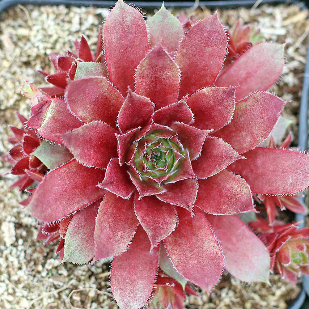 Sempervivum 'Red Rubin'