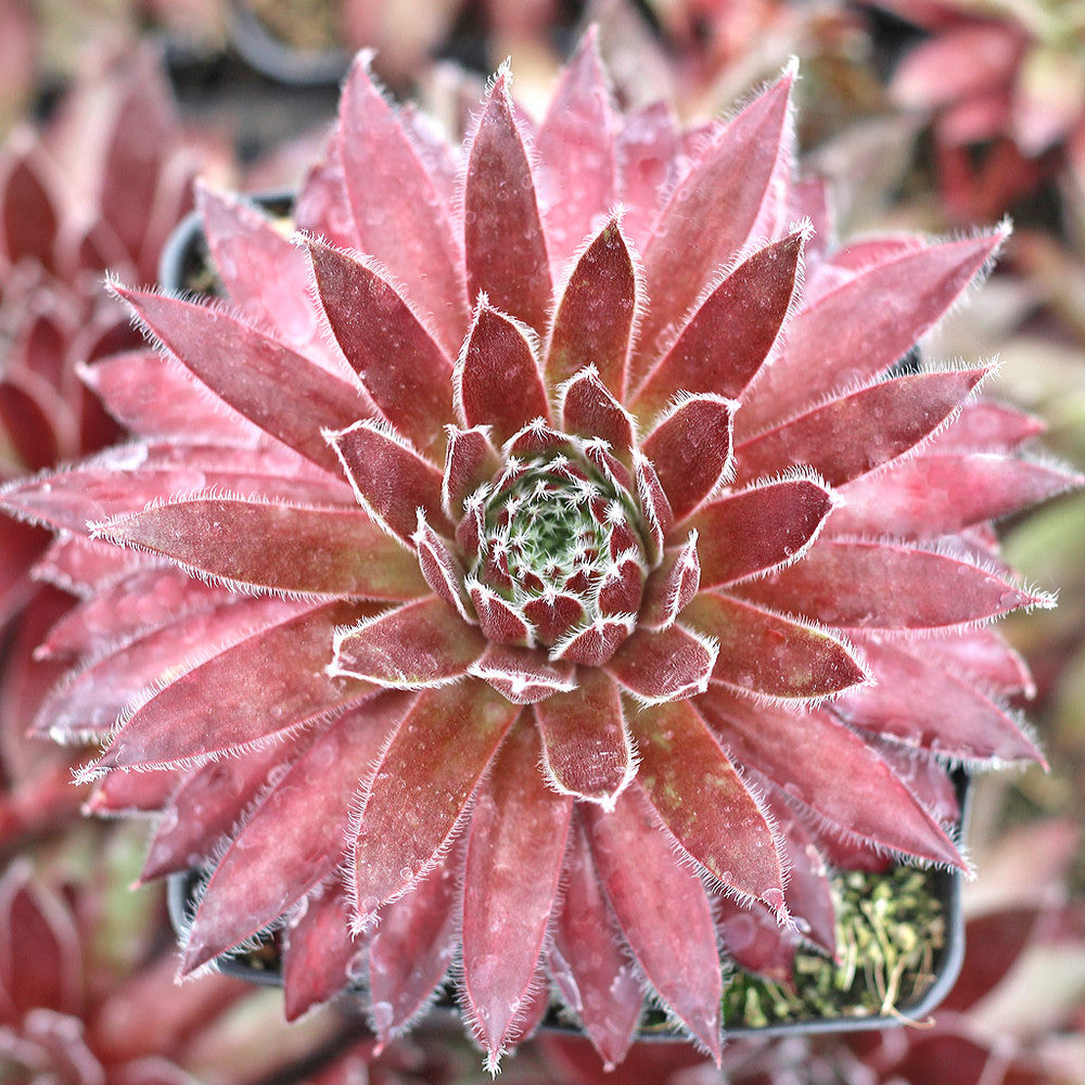 Sempervivum 'Red Wings'