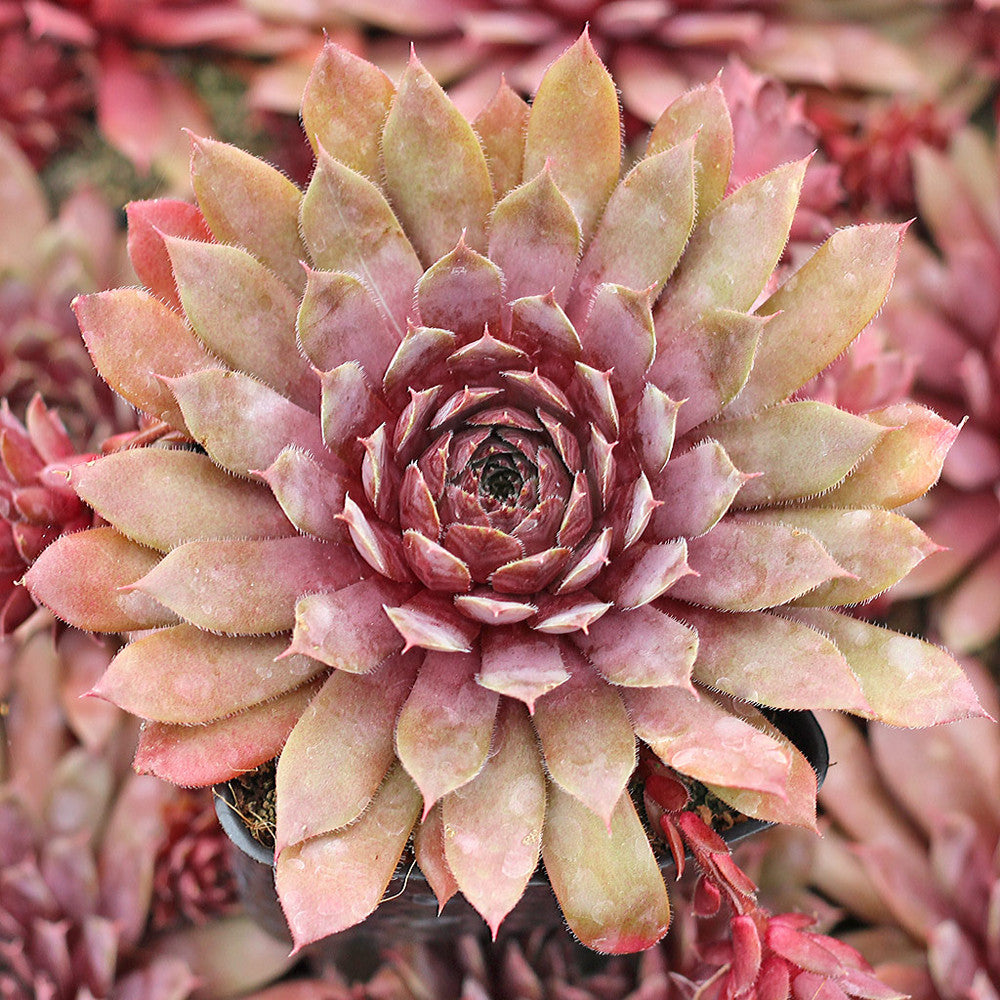 Sempervivum 'Royal Ruby'