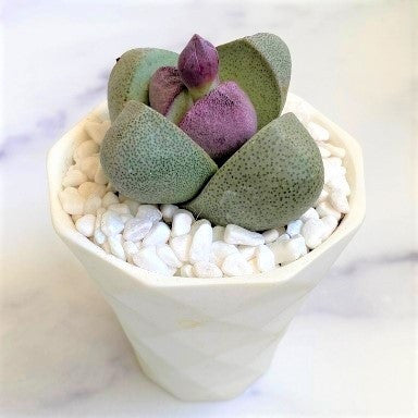 Pleiospilos nelii 'Royal Flush' - Split Rock