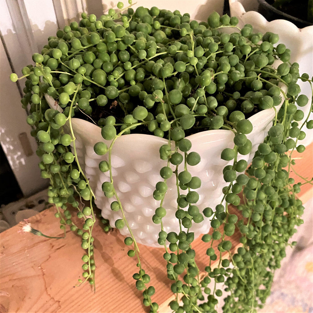 Senecio rowleyanus - String of Pearls [large]