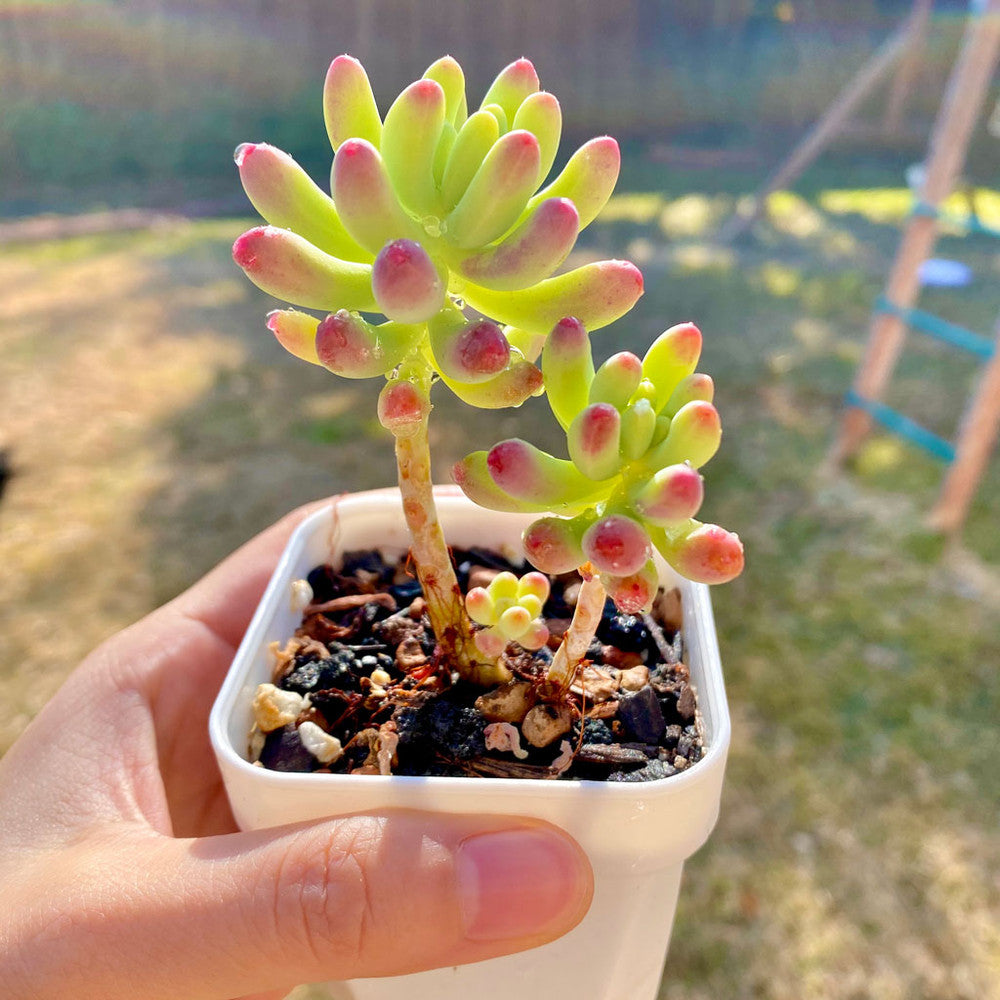 Sedum pachyphyllum - Blue Jelly Bean