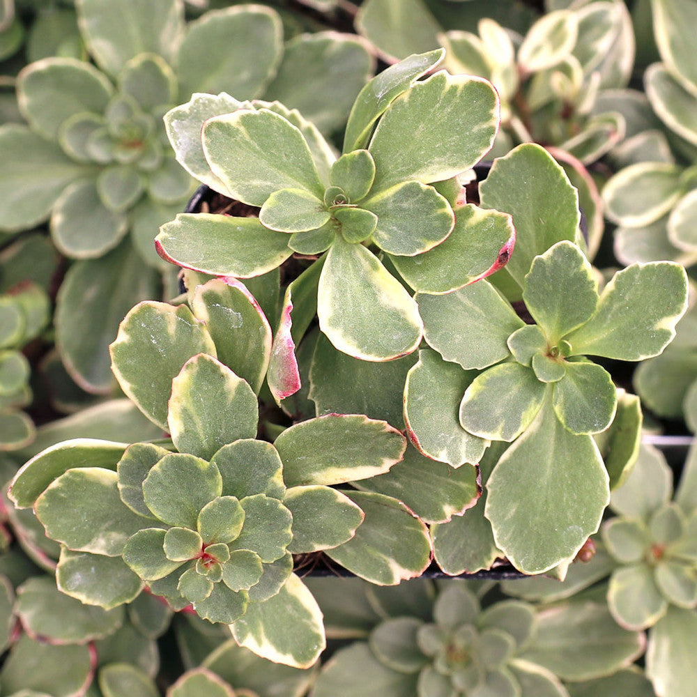 Sedum kamtschaticum f. variegatum