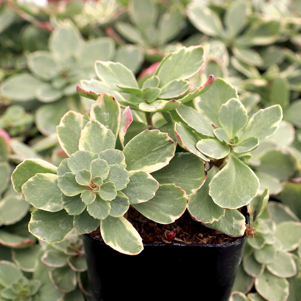 Sedum kamtschaticum f. variegatum