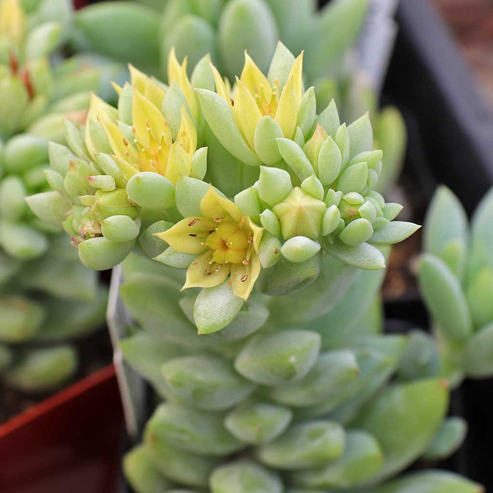 Sedeveria 'Harry Butterfield' - Super Donkey Tail