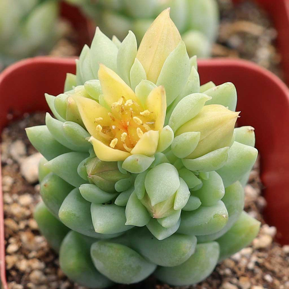 Sedeveria 'Harry Butterfield' - Super Donkey Tail