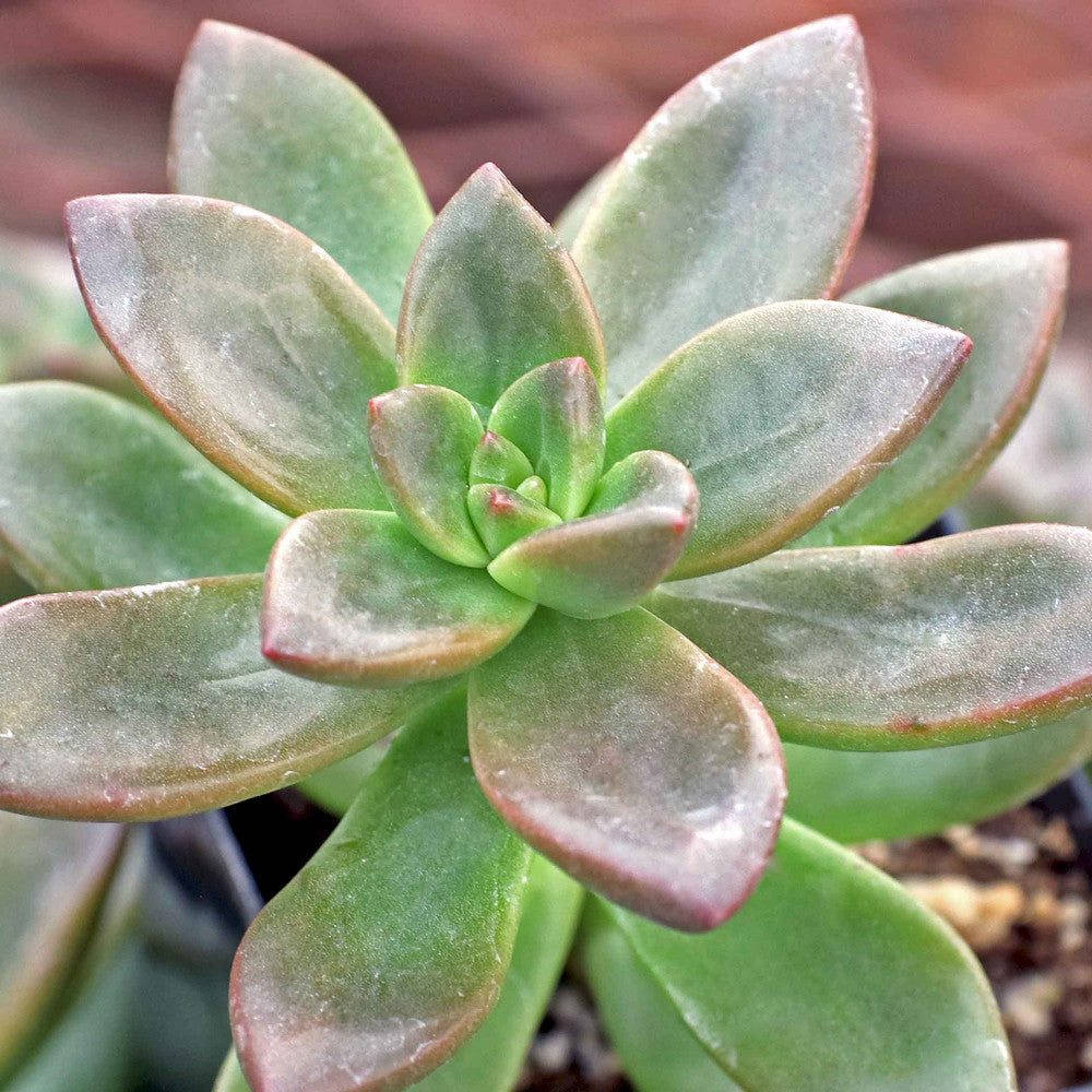 Sedeveria 'Sorrento'