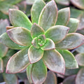 Sedeveria 'Sorrento'