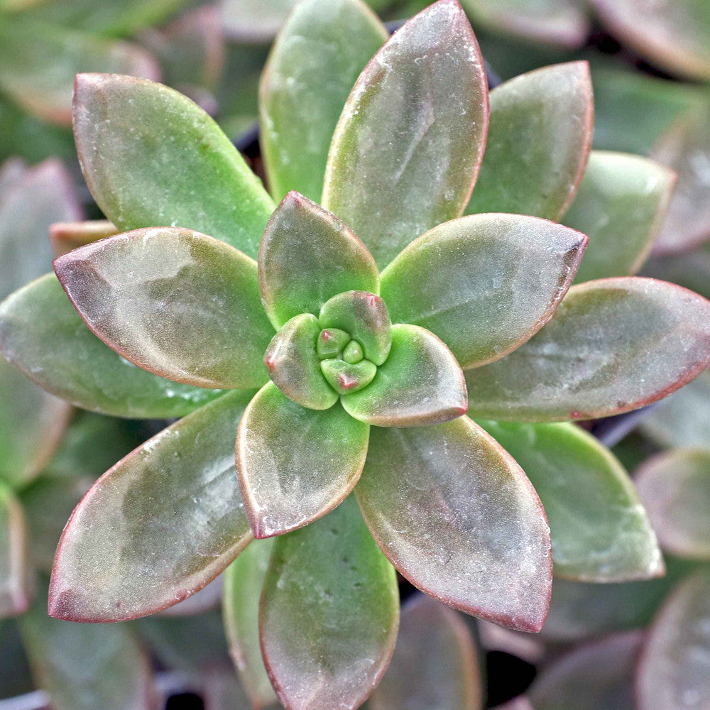 Sedeveria 'Sorrento'