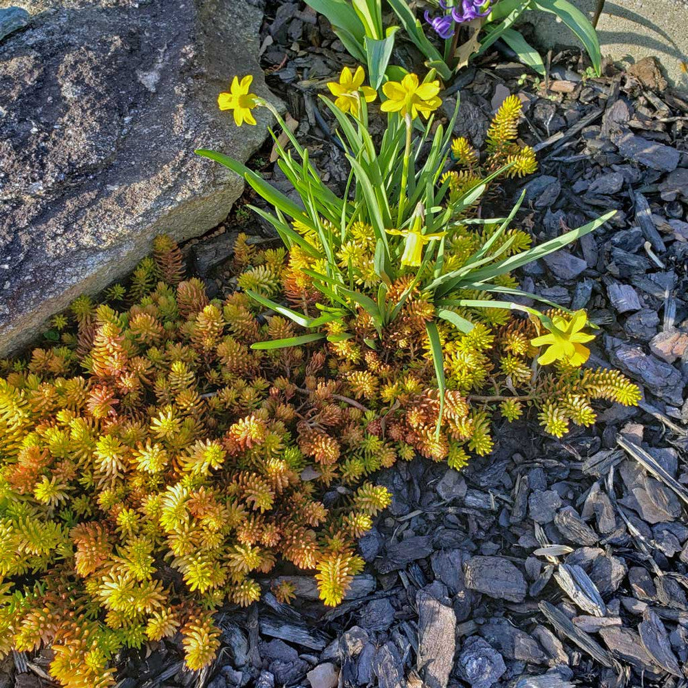 Sedum reflexum 'Angelina'