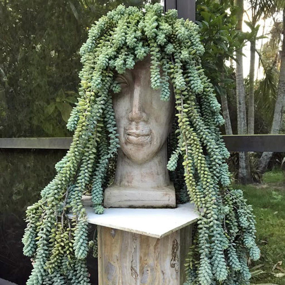 Sedum burrito [large]