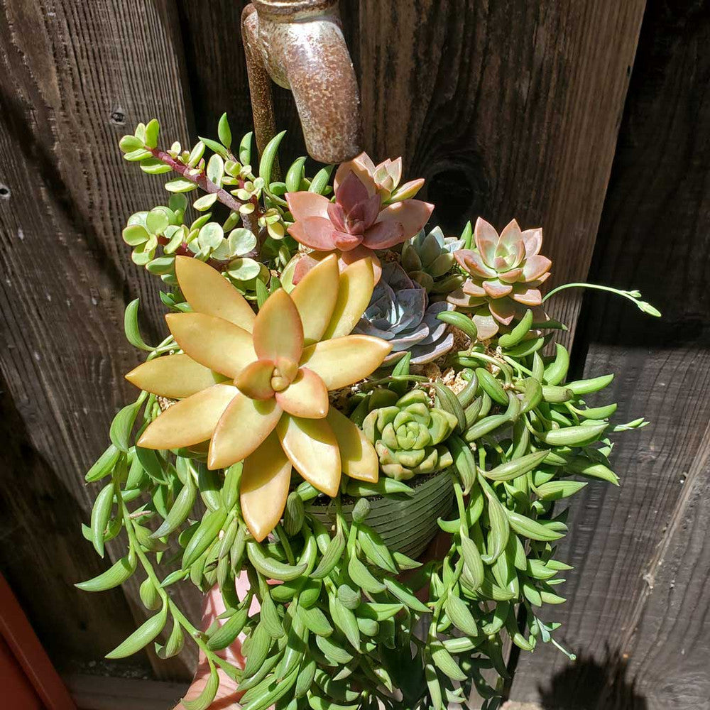 Sedum nussbaumerianum 'Orange Delight' [large]
