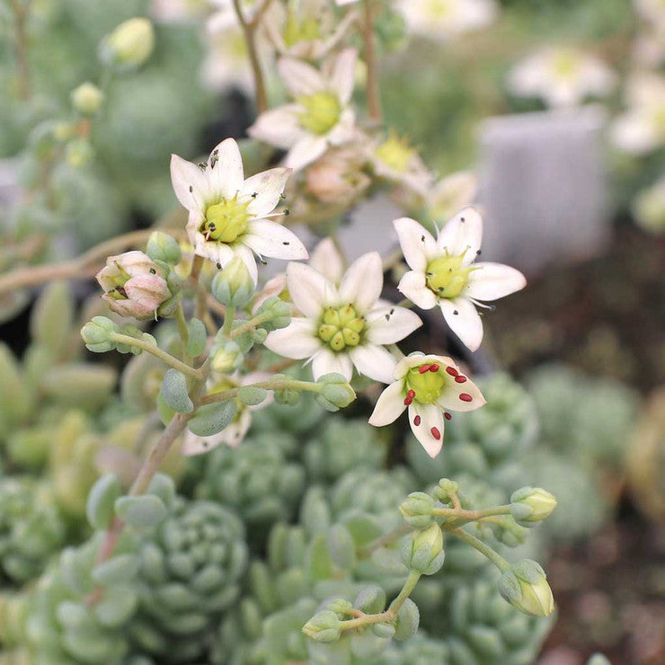 Sedum dasyphyllum 'Himalayan Skies' [large]