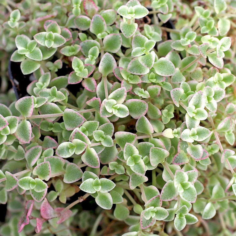 Sedum 'Little Missy'