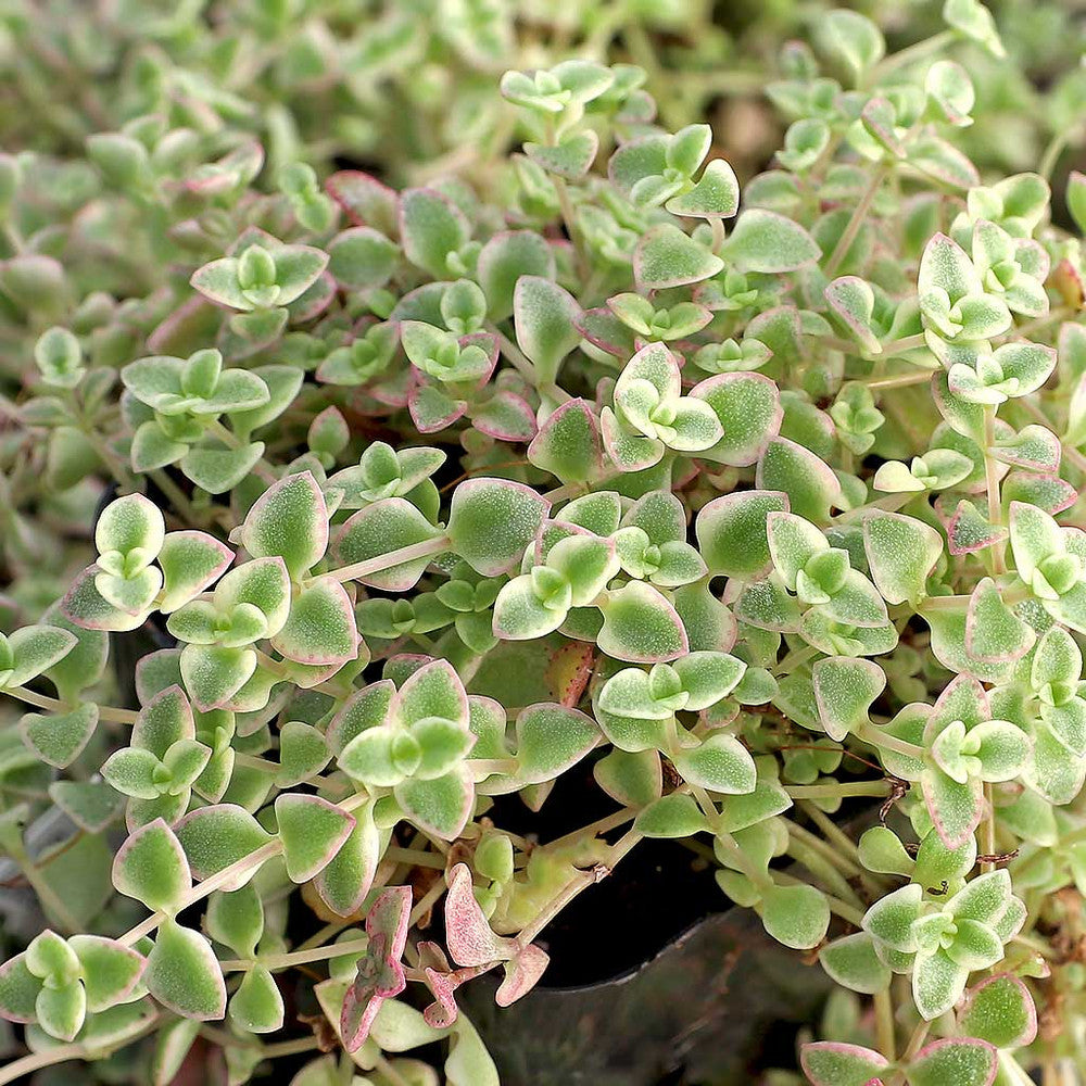 Sedum 'Little Missy'