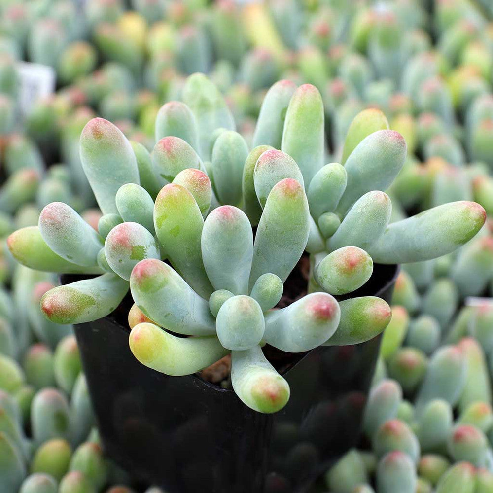 Sedum pachyphyllum - Blue Jelly Bean