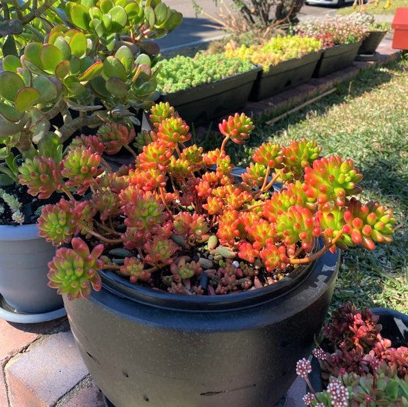 Sedum 'Salsa'